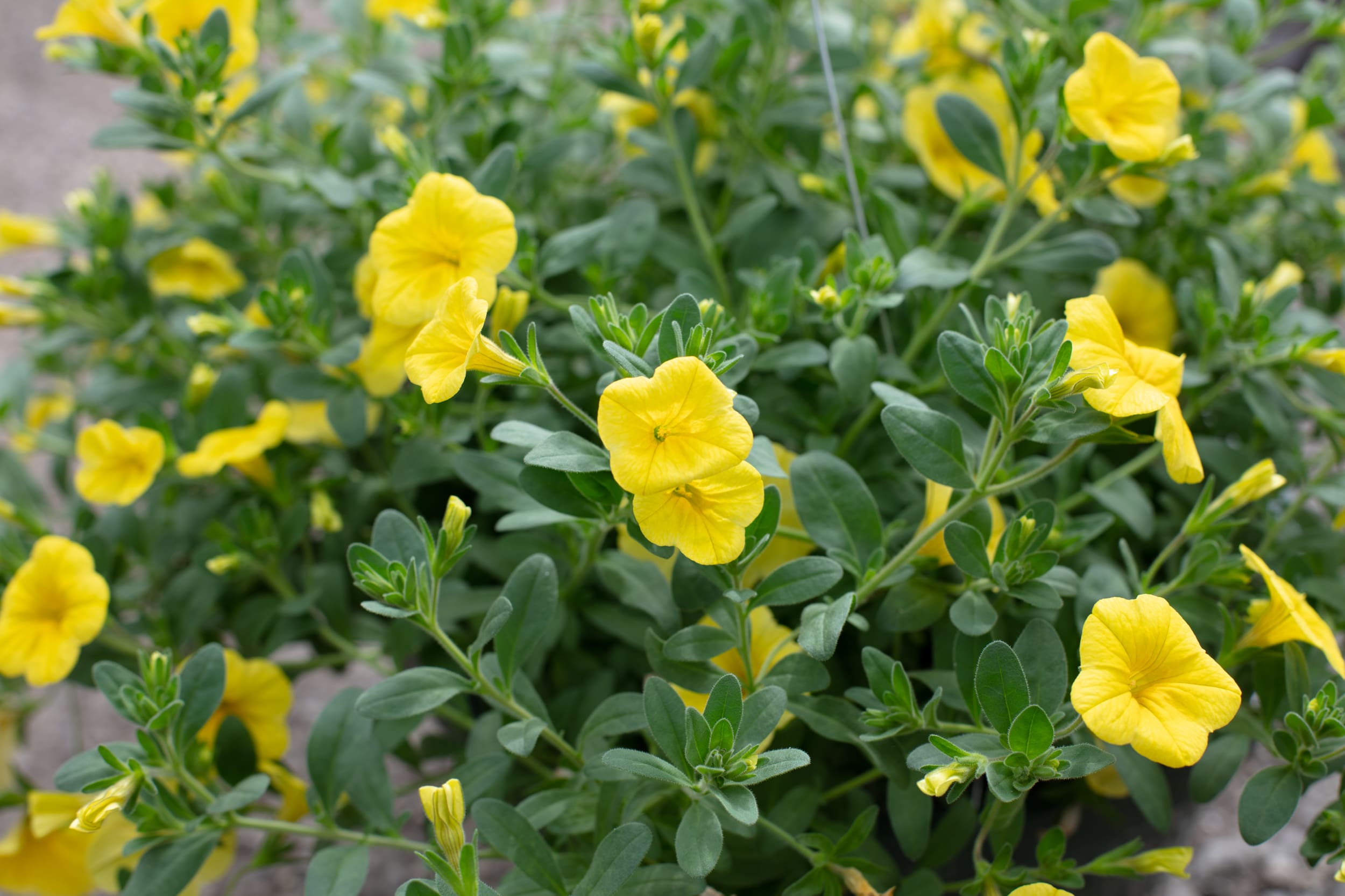 Yellow Calla Lily Flower Seeds
