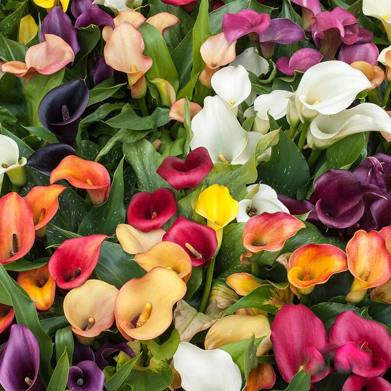 Mixed Calla Lily Flower Seeds