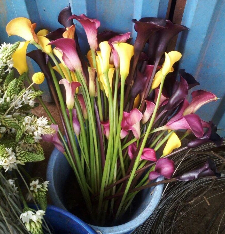 Mixed Calla Lily Flower Seeds