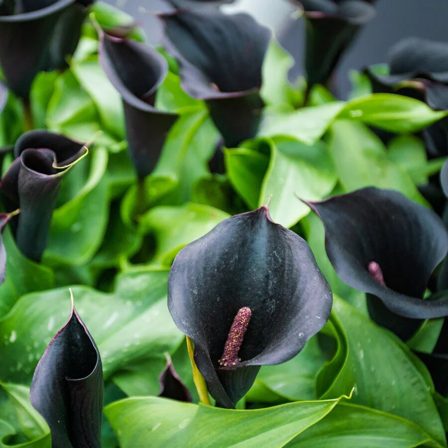 Black Calla Lily Flower Seeds