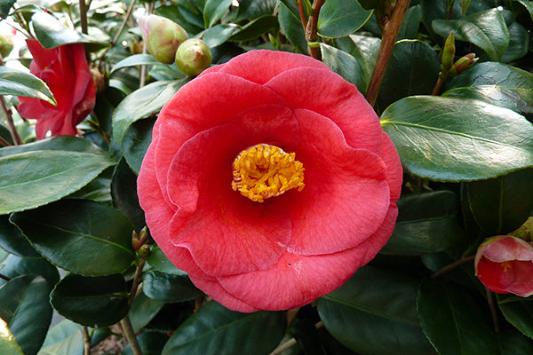 Camellia Flower Seeds