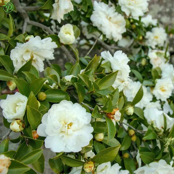 White Camellia Flower Seeds