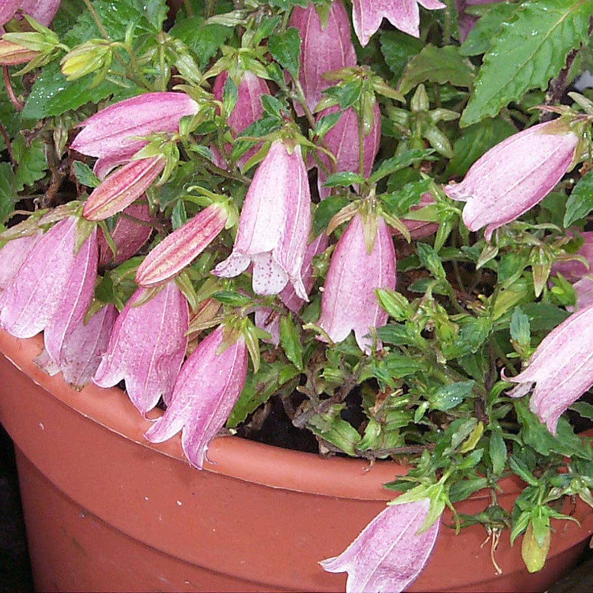 Pink Campanula Flower Seeds - Heirloom Non GMO Garden Seeds for Planting, High Germination Quality