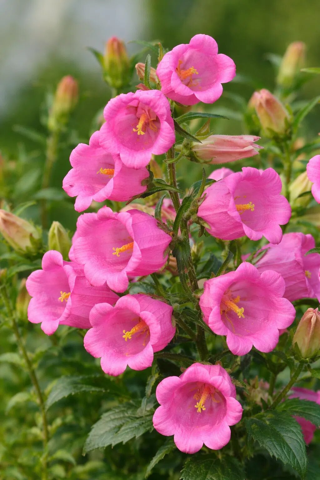 Pink Campanula Flower Seeds