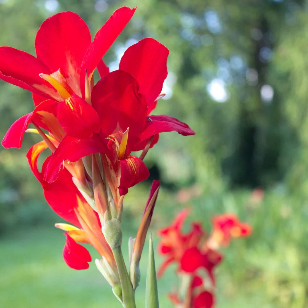 Red Canna Lily Flower Seeds