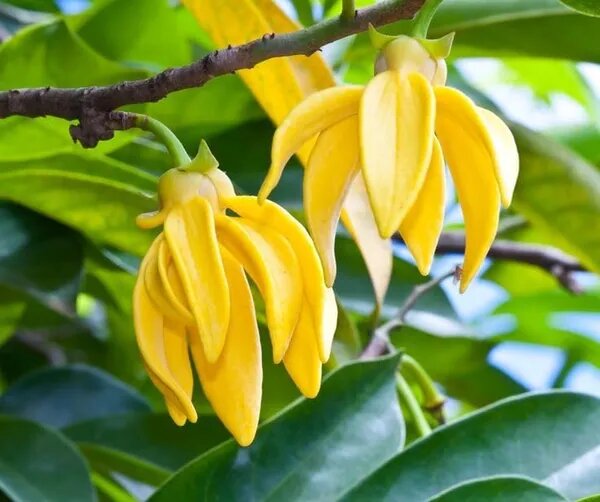 Yellow Champaca Flower Seeds