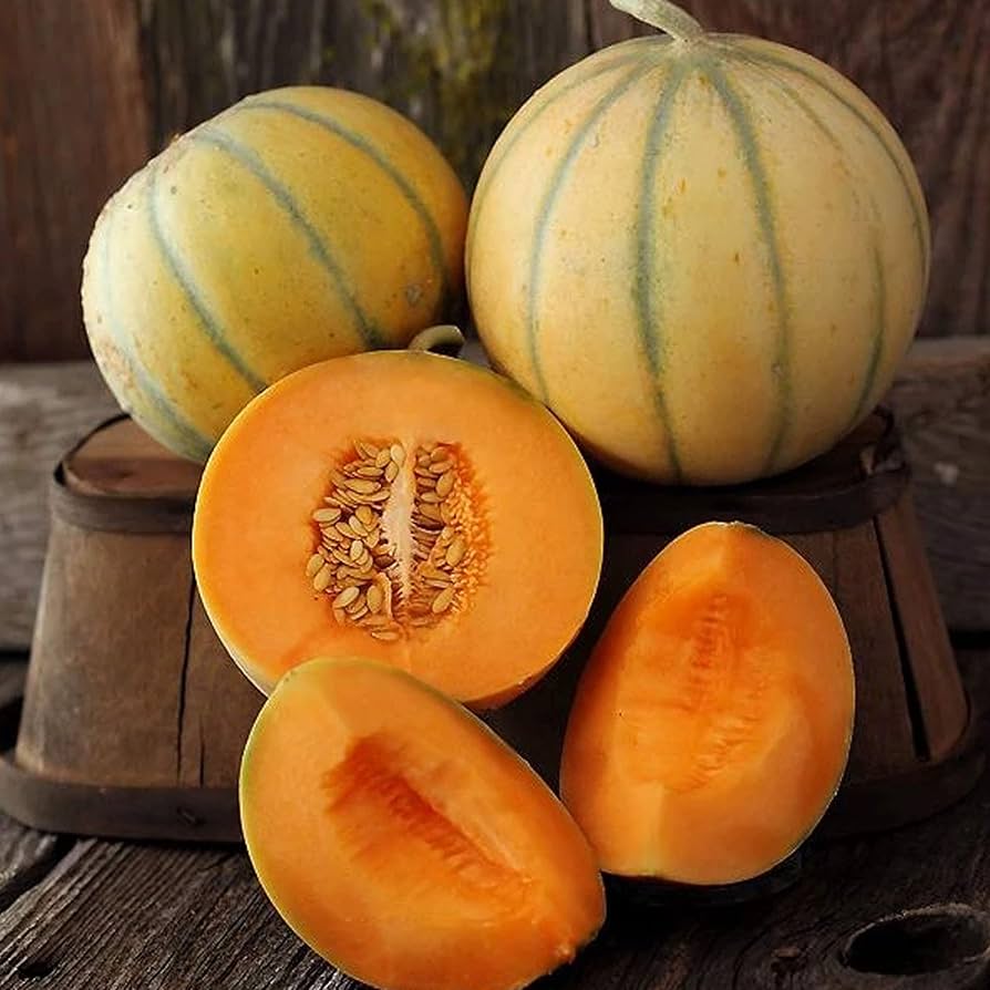 Charentais Melon Fruit Seeds