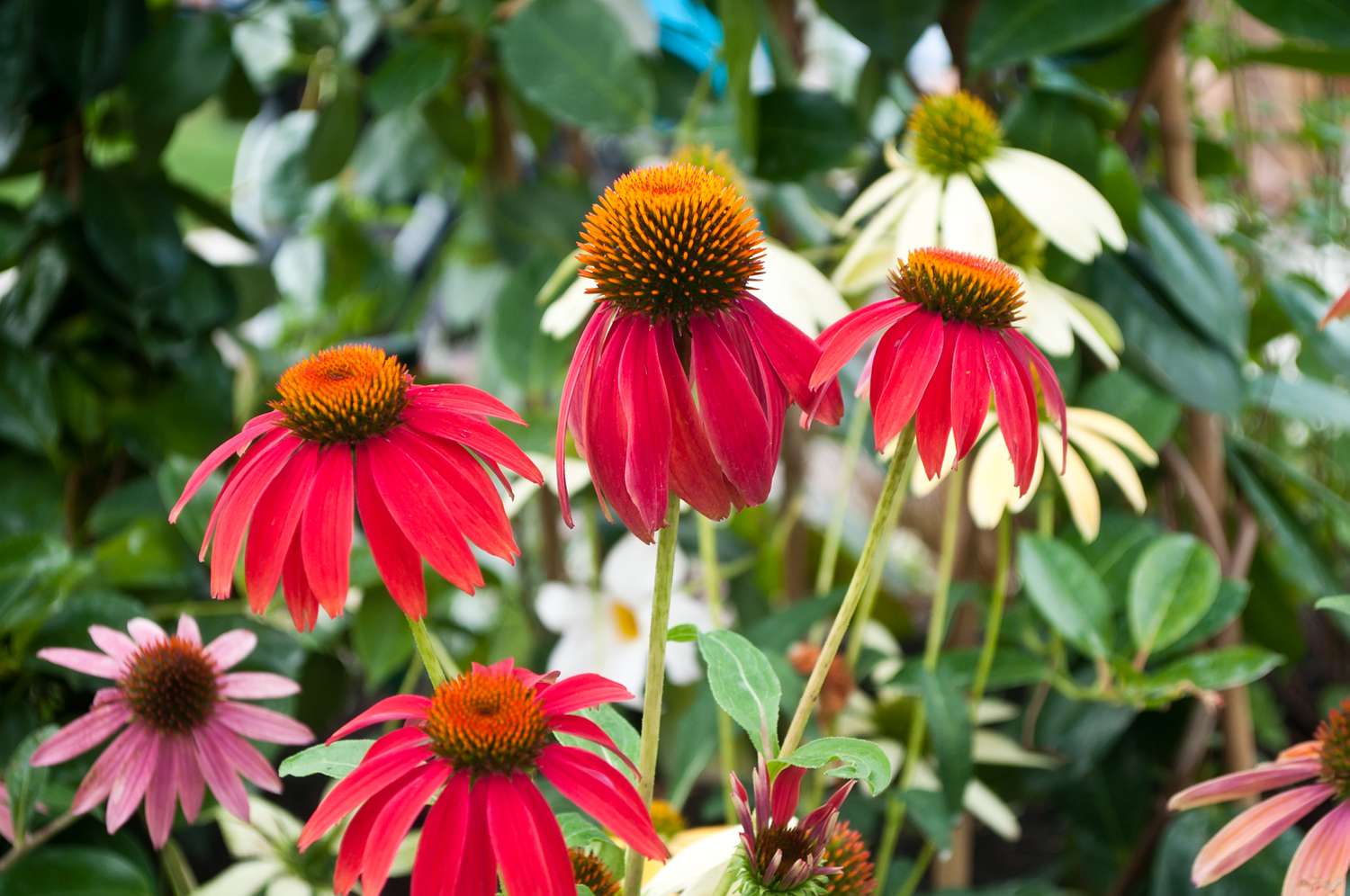 Firebird Coneflower Flower Seeds - Heirloom Non GMO High Germination Garden Planting Seeds