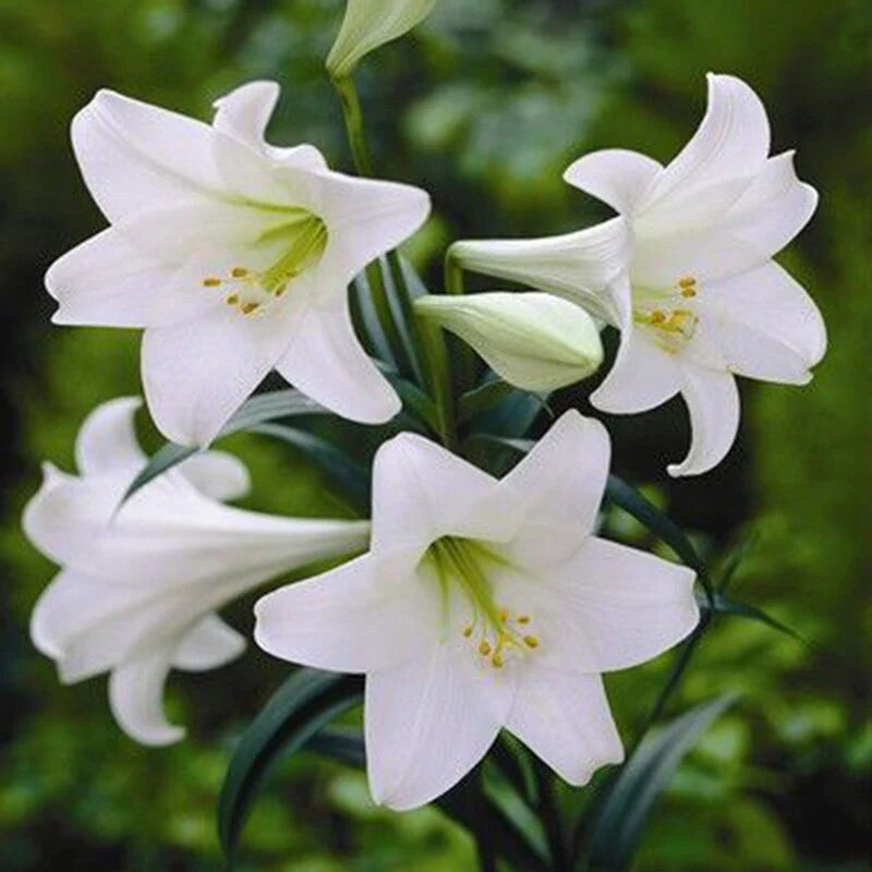 White Amaryllis Flower Seeds
