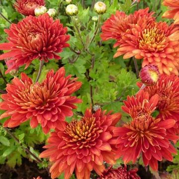 Chrysanthemum indicum hortorum Flower Seeds