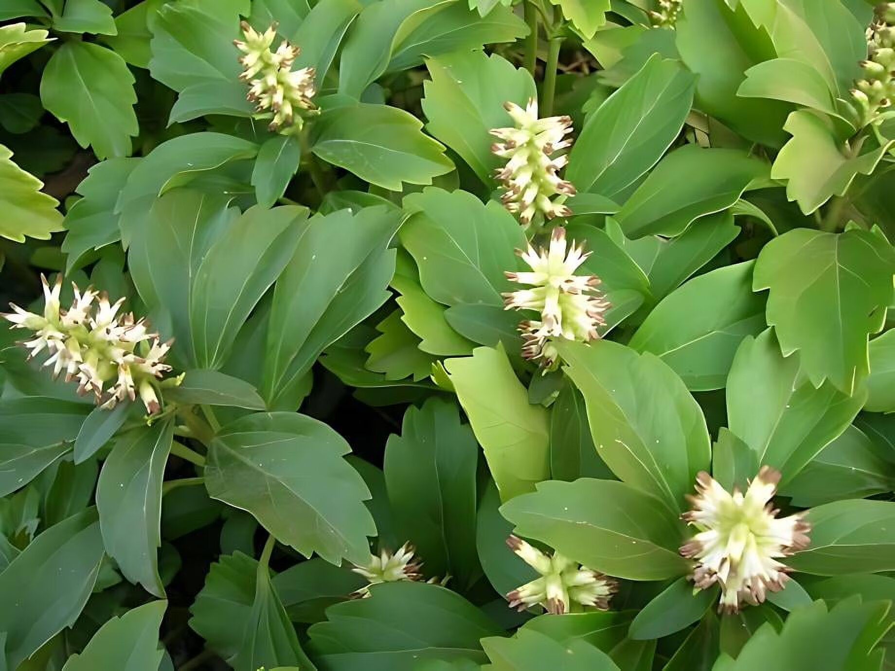 Pachysandra Flower Seeds – Premium Floral Seeds for Decorative Home Landscaping