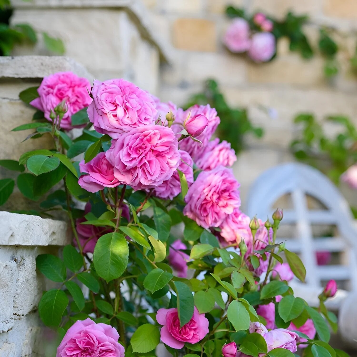 Climbing Rose Flower Seeds