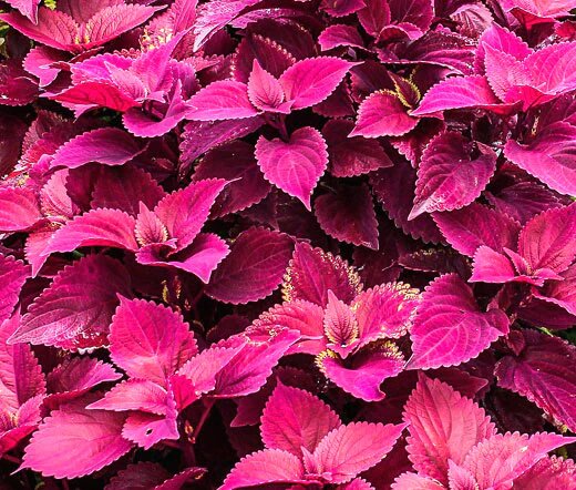 Coleus Jazz Velvet Flower Seeds