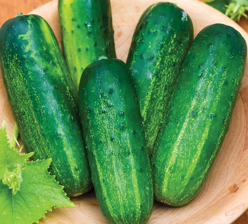 Cucumber vegetable seeds for Planting White vegetable seeds for Home Gardening, Fast Growing for kitchen garden planting