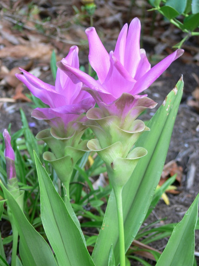 Purple Curcuma Flower Seeds