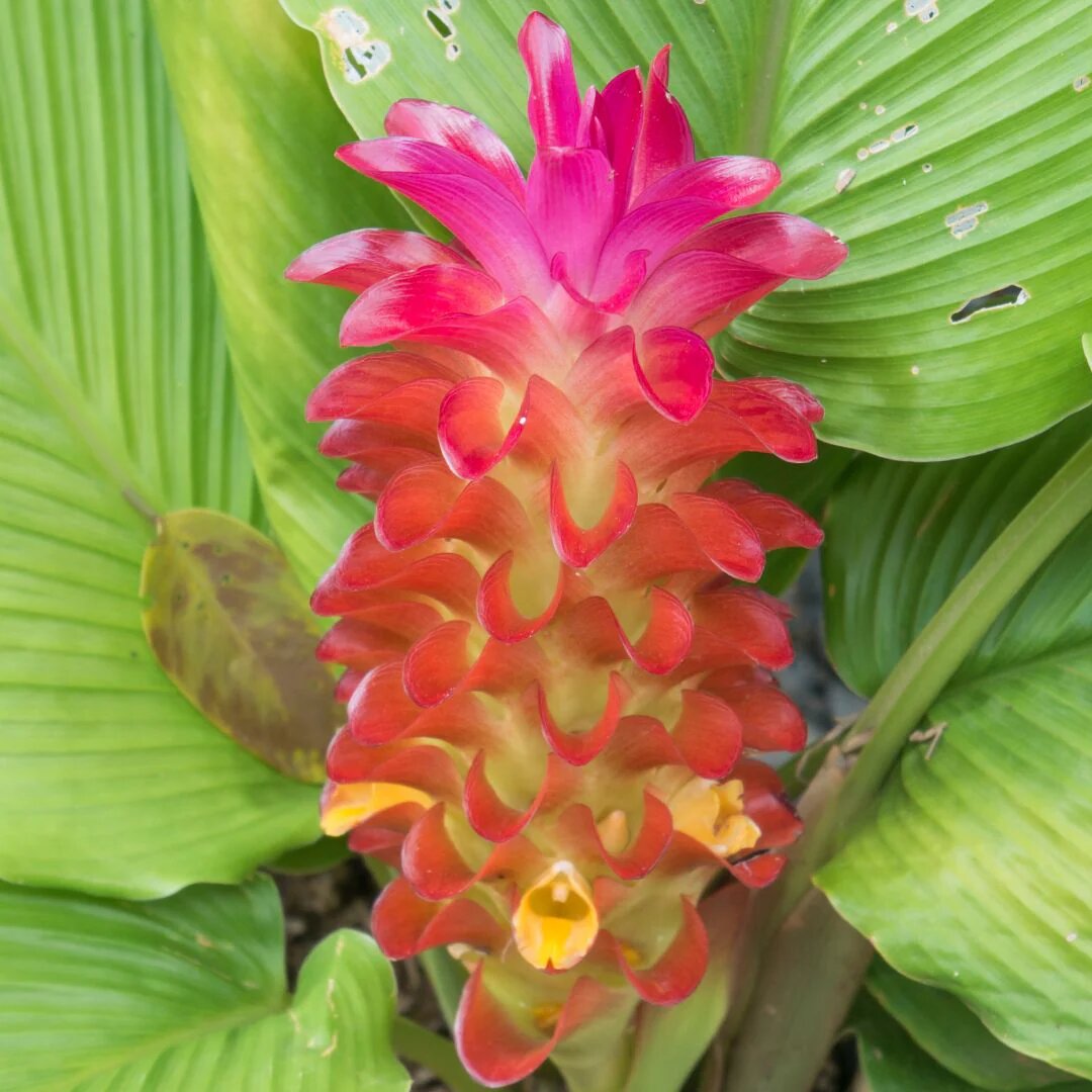 Red Curcuma Flower Seeds