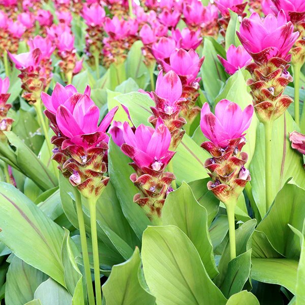 Pink Curcuma Flower Seeds