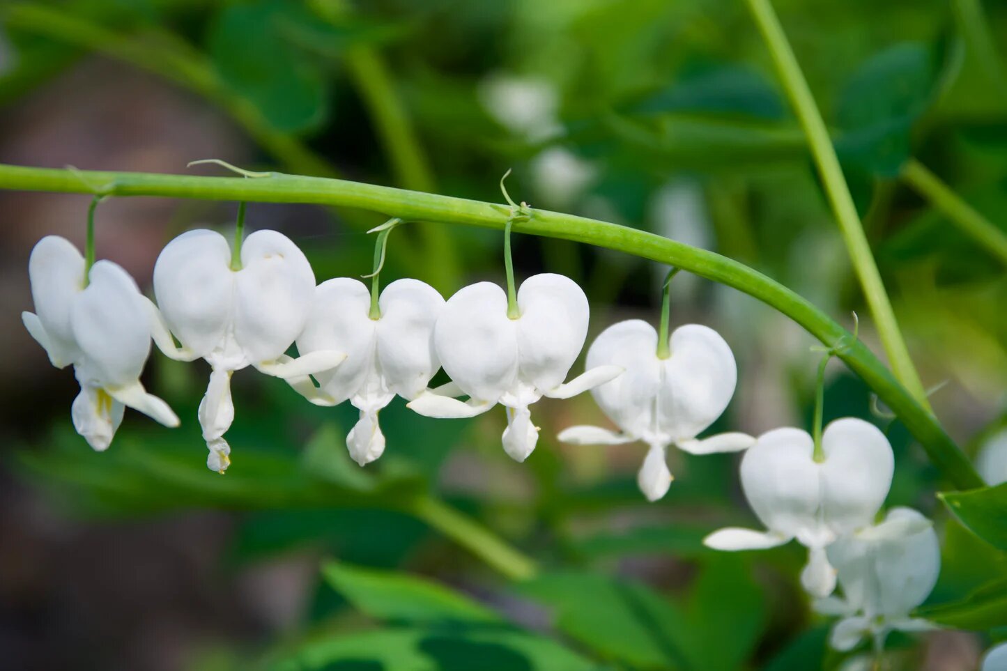 White Bleeding Heart Flower Seeds