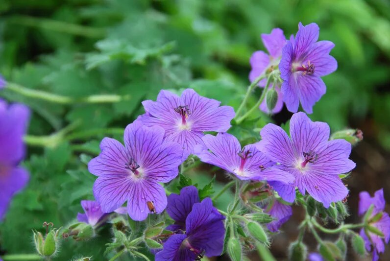 Purple Geranium Flower Seeds