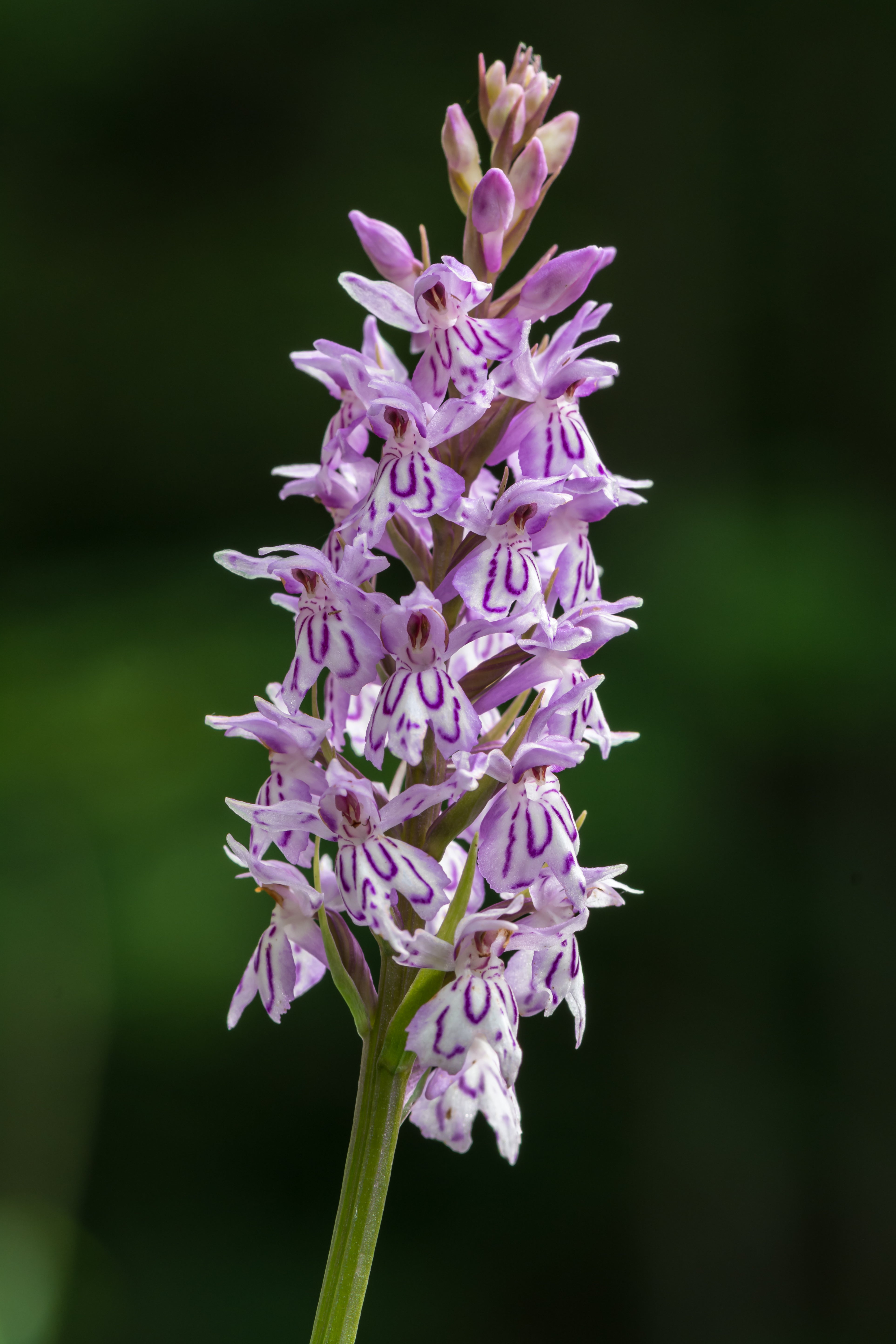 Marsh Orchid Flower Seeds - Heirloom Non GMO High Germination Garden Planting Seeds