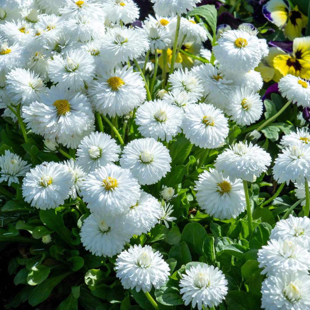 White Daisy Flower Seeds - Heirloom Non GMO High Germination Flower Seeds for Home Garden Planting