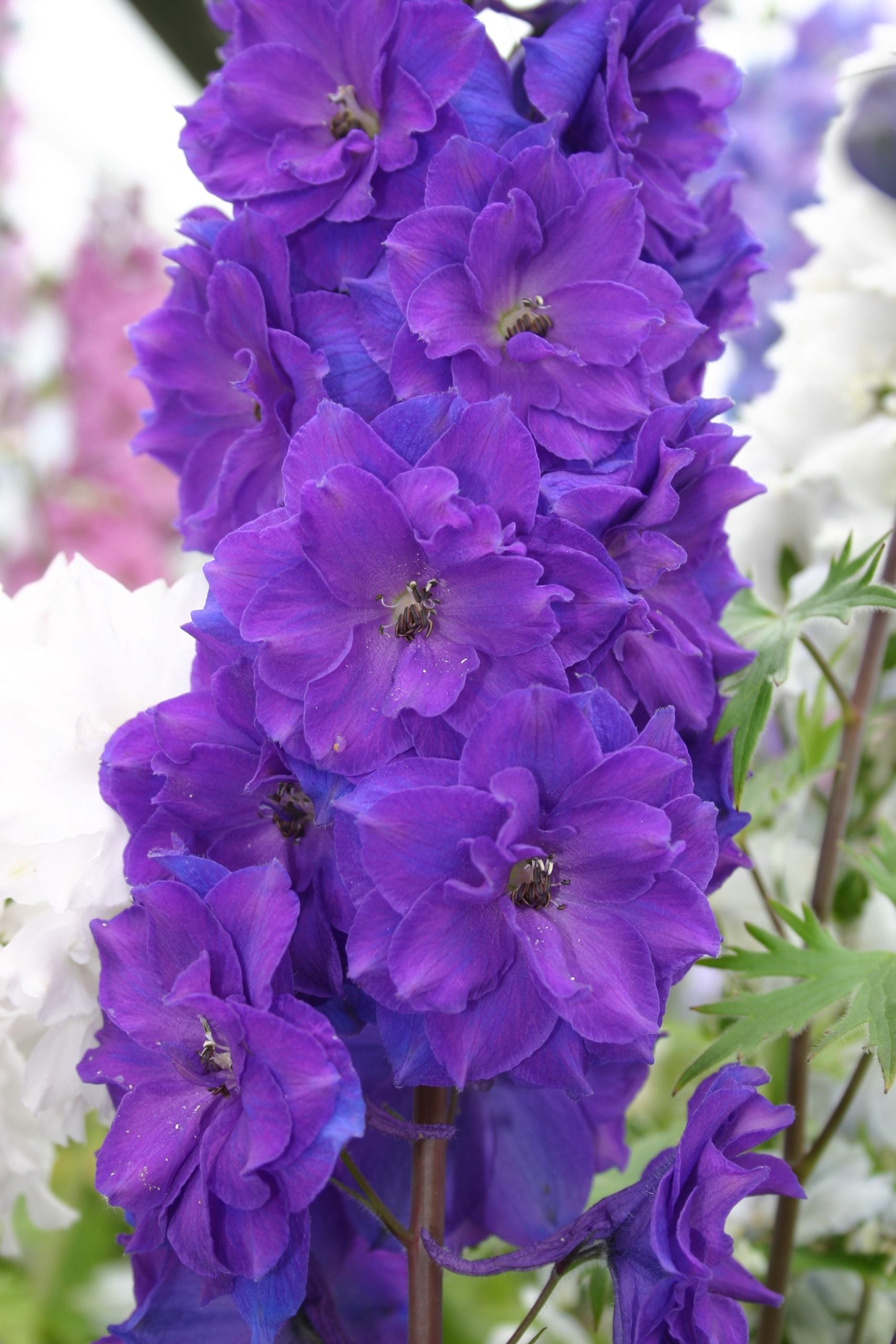 Purple Delphinium Flower – Exotic Flowering Plants for Vibrant Backyard Beauty Seeds - Heirloom Non GMO Premium Garden