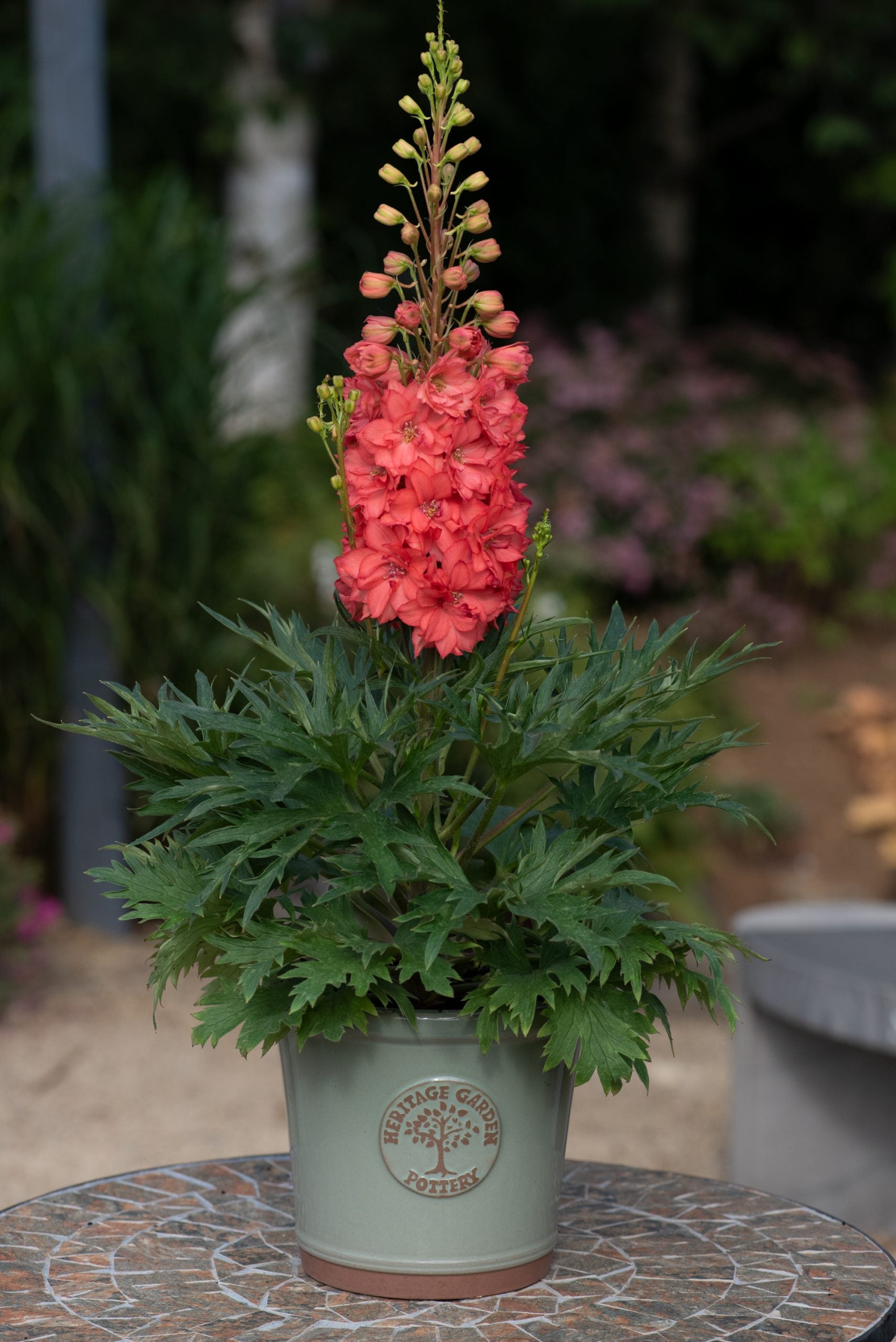 Red Delphinium Flower Seeds - Heirloom Non GMO High Germination Flower Seeds for Home Garden Planting