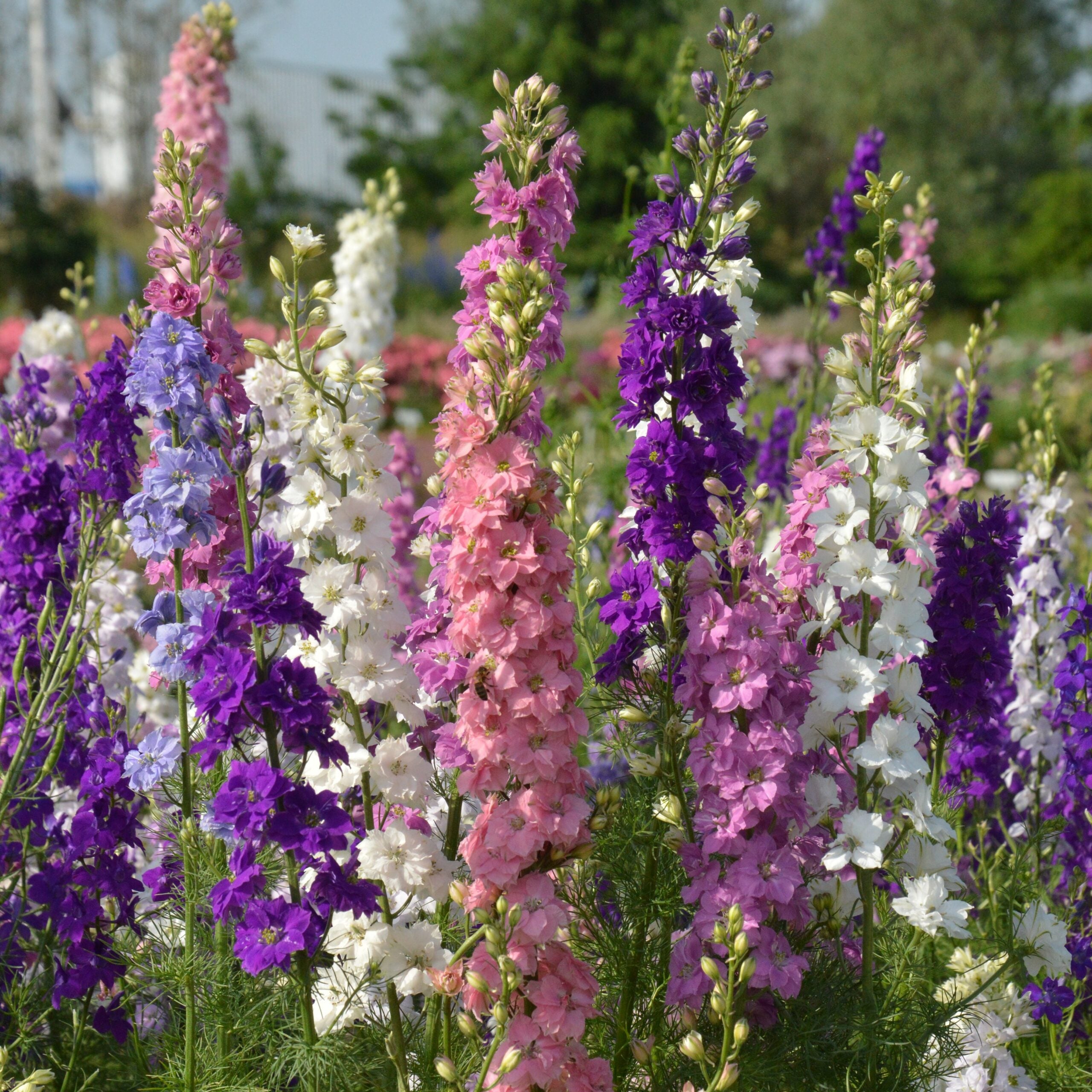 Mixed Delphinium Flower Seeds