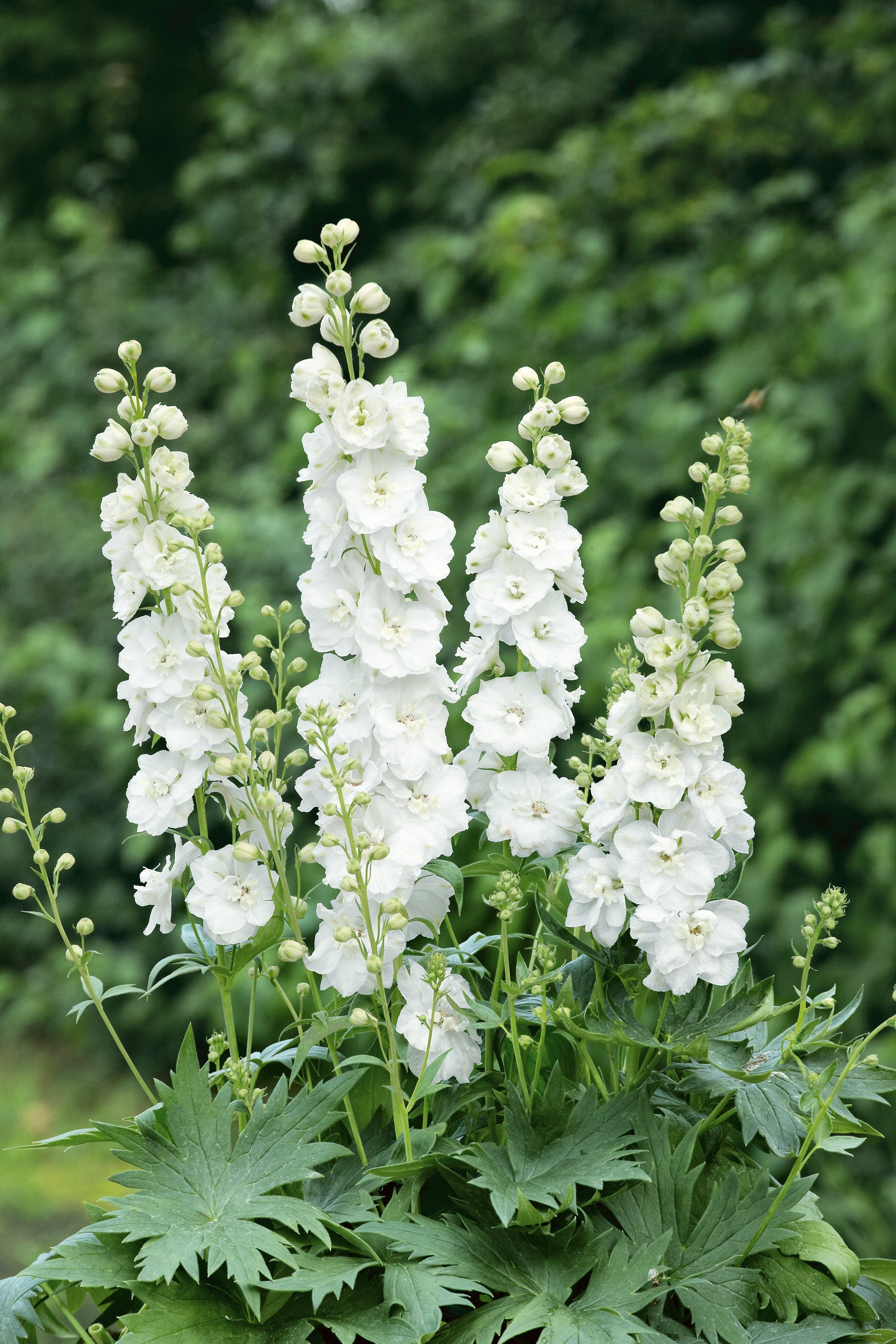 White Delphinium Elatum Flower Seeds
