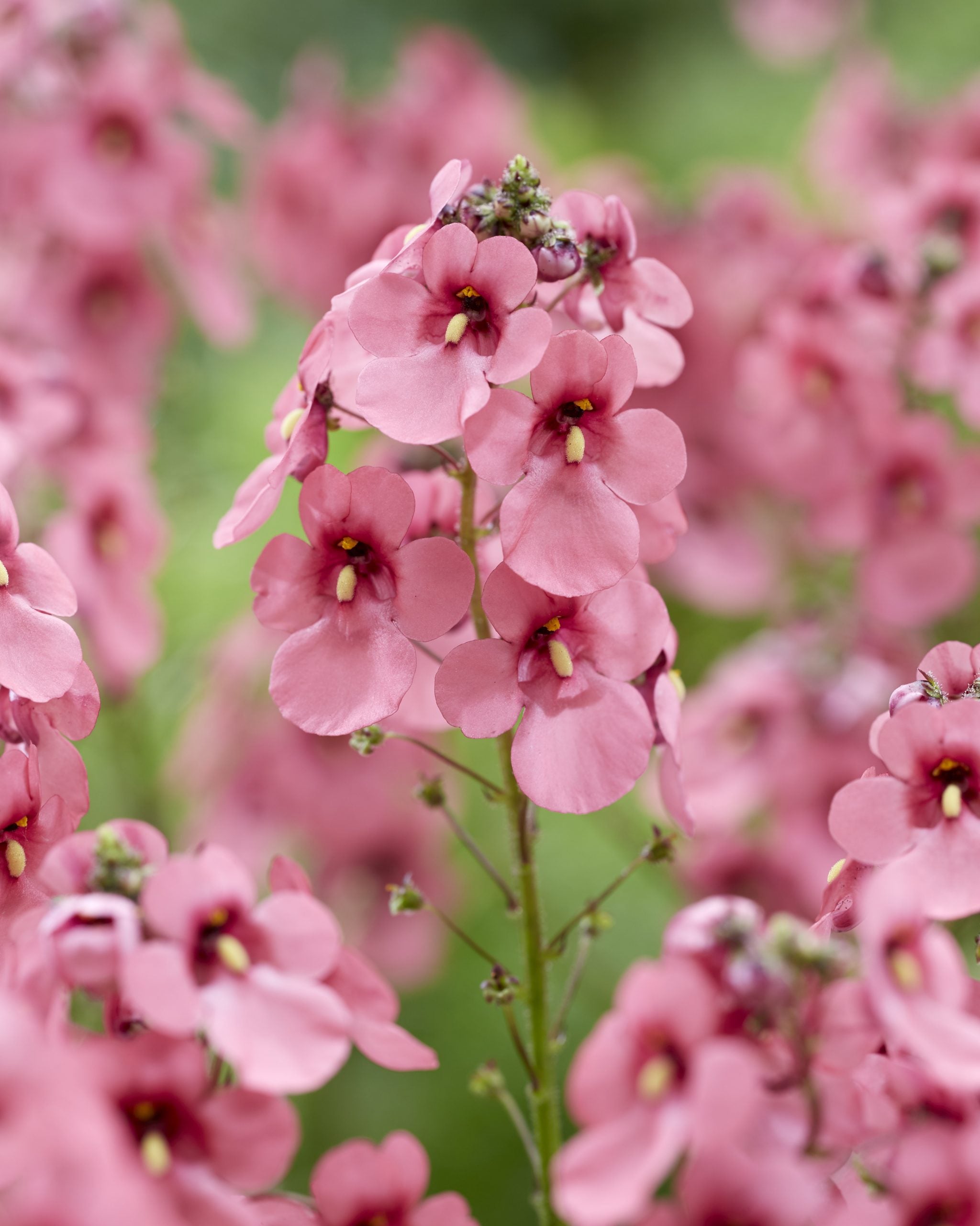 Diascia Flower Seeds - Heirloom Non GMO High Germination Premium Garden Seeds for Planting