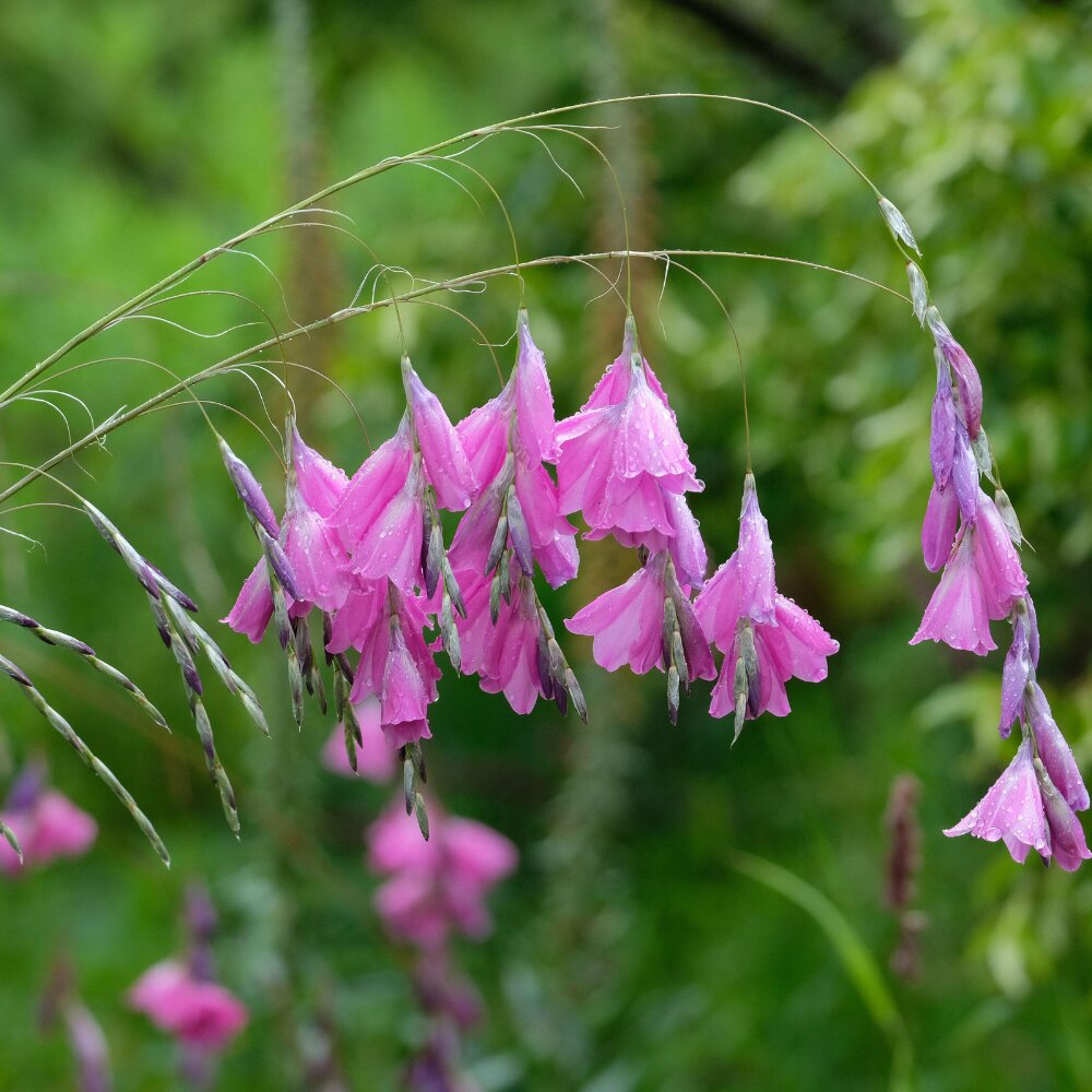 Dierama Flower Seeds