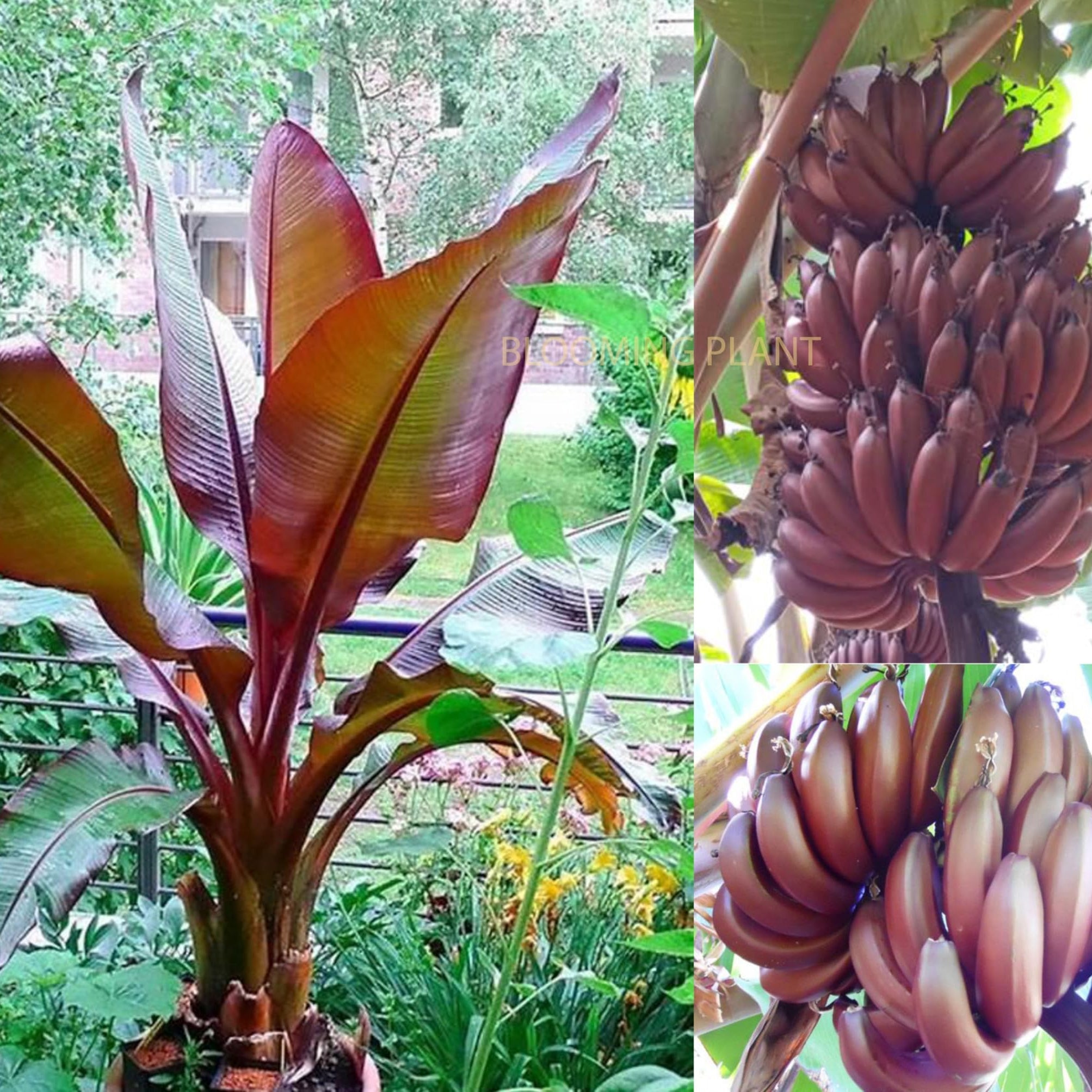 dwarf banana musa acuminata tropical patio garden