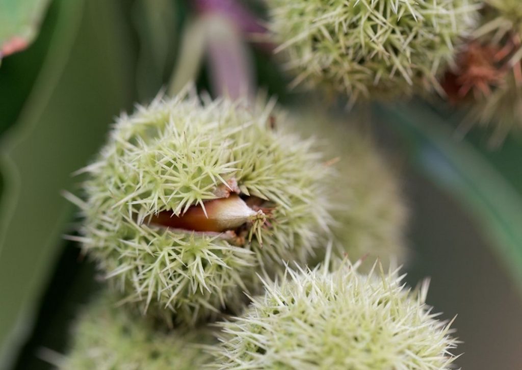 Chinquapin Chestnut Tree Fruit For Sustainable Orchard Fruit Seeds