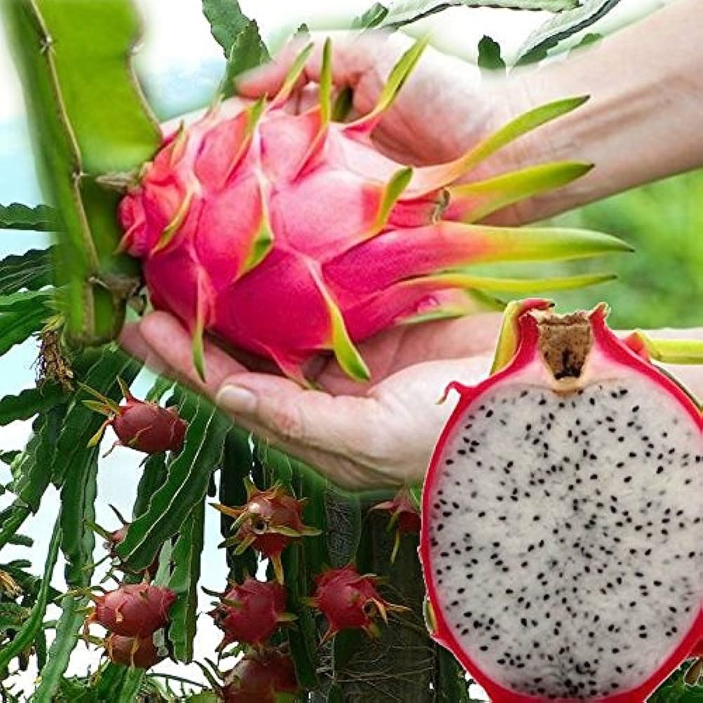 Dwarf Dragon Fruit Bonsai Seeds