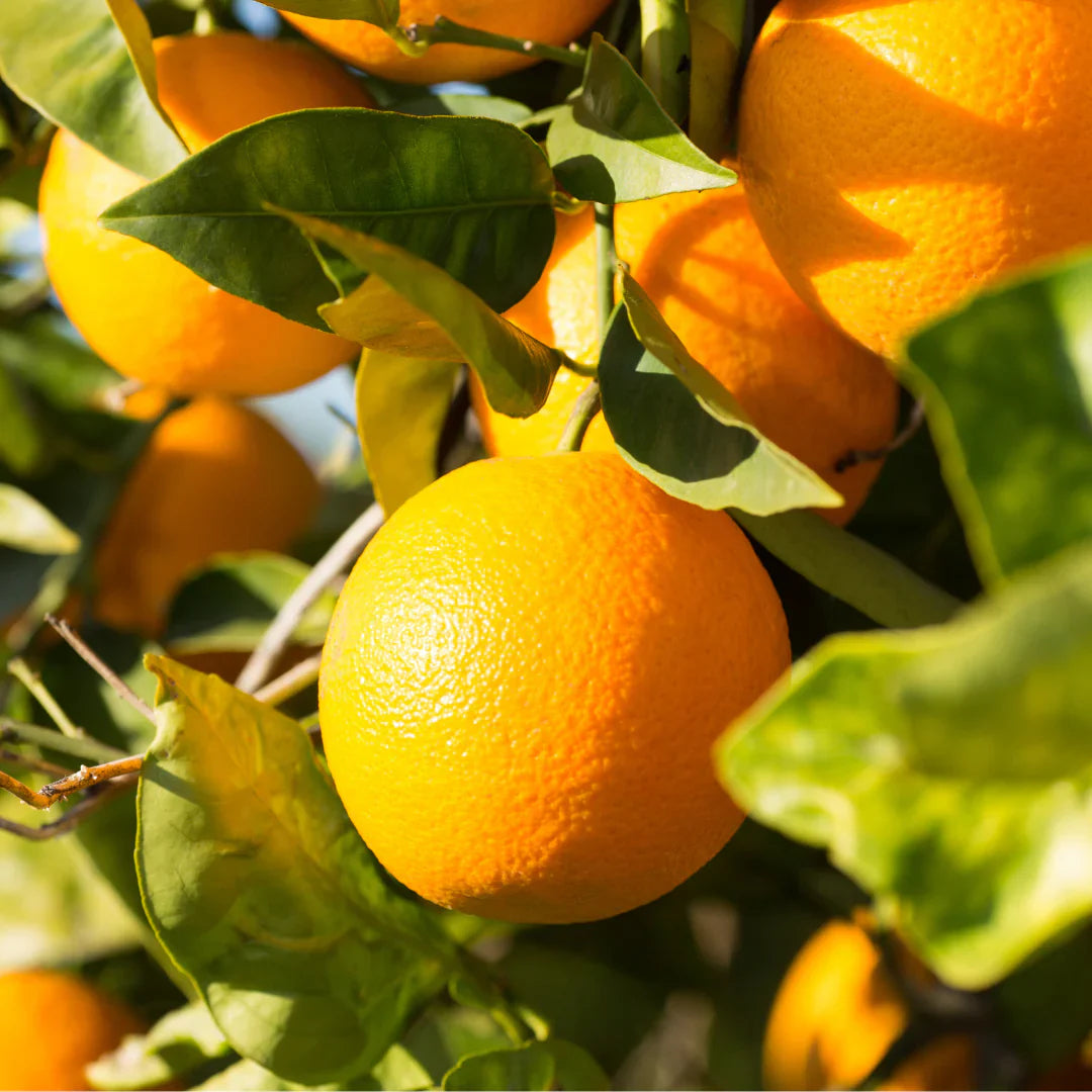 dwarf valencia orange citrus sinensis fruit tree