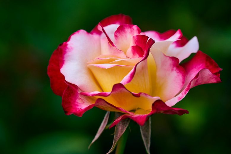 Double Rose Flower Seeds - Heirloom, Non GMO, High Germination, Organic Garden Seeds