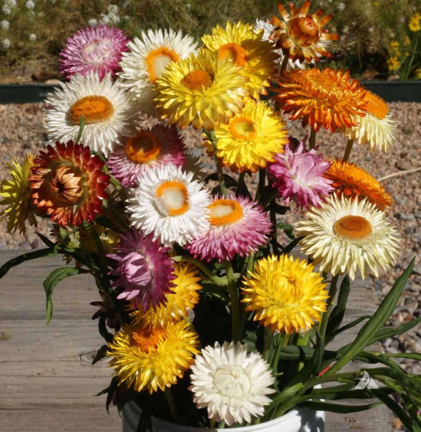 Helichrysum Flower Seeds