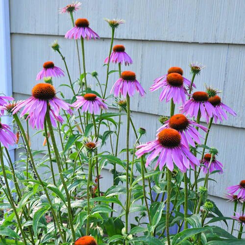 Purple Coneflower Flower Seeds