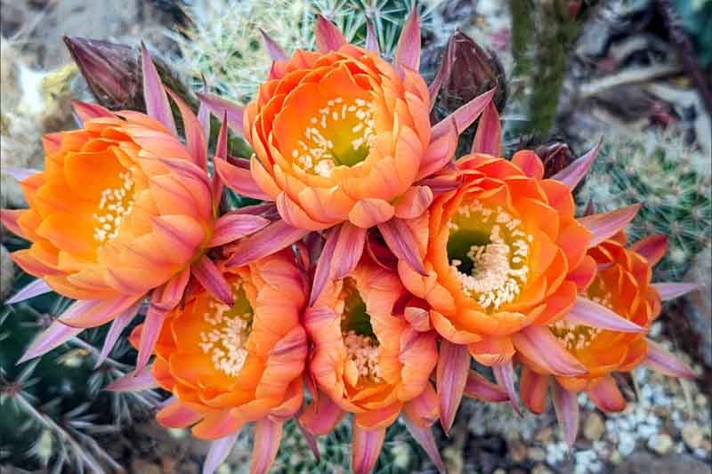 Red Cactus Flower Seeds for Planting - Heirloom Non GMO Premium Garden Seeds for Planting