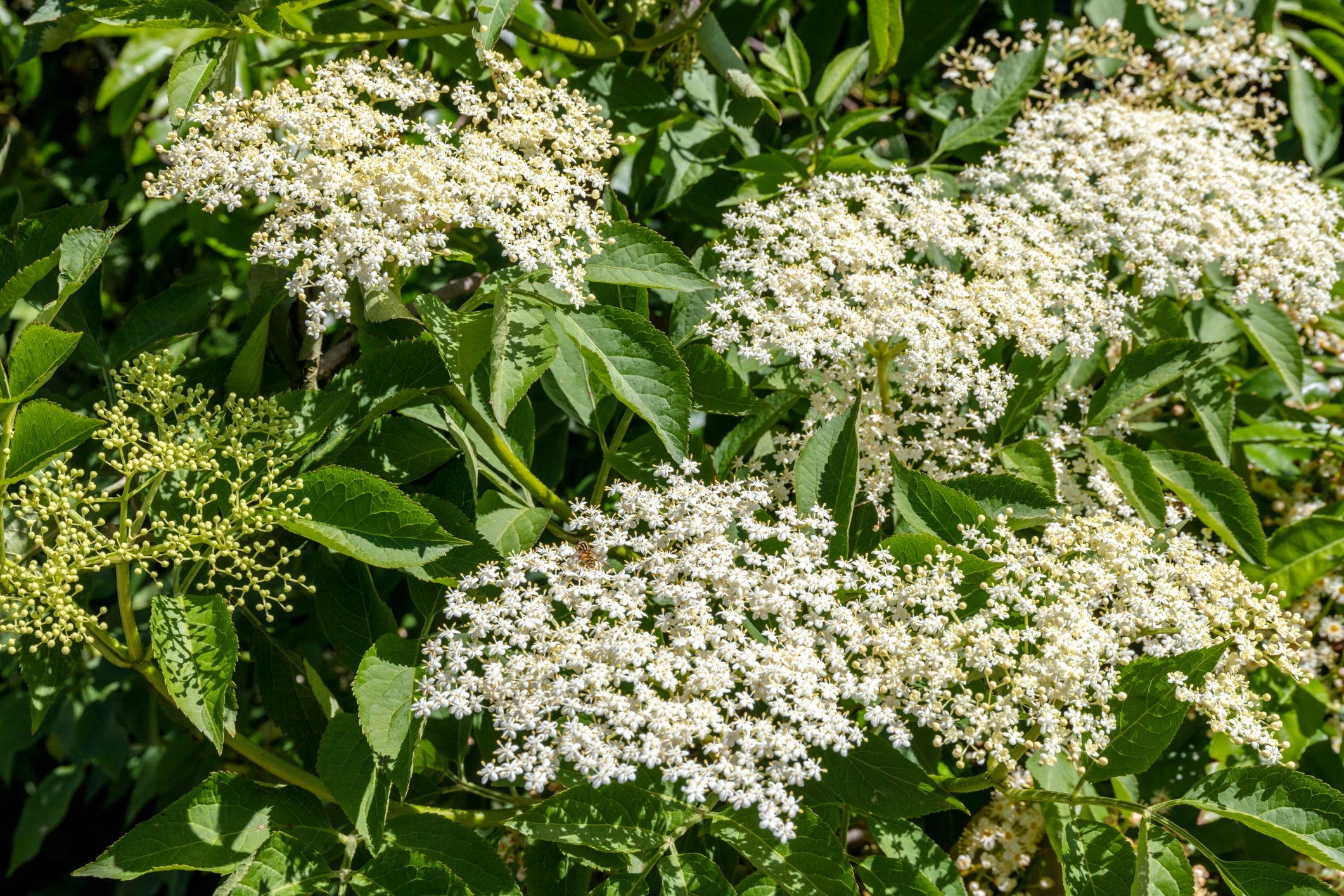 elderflower sambucus nigra tree in landscape garden