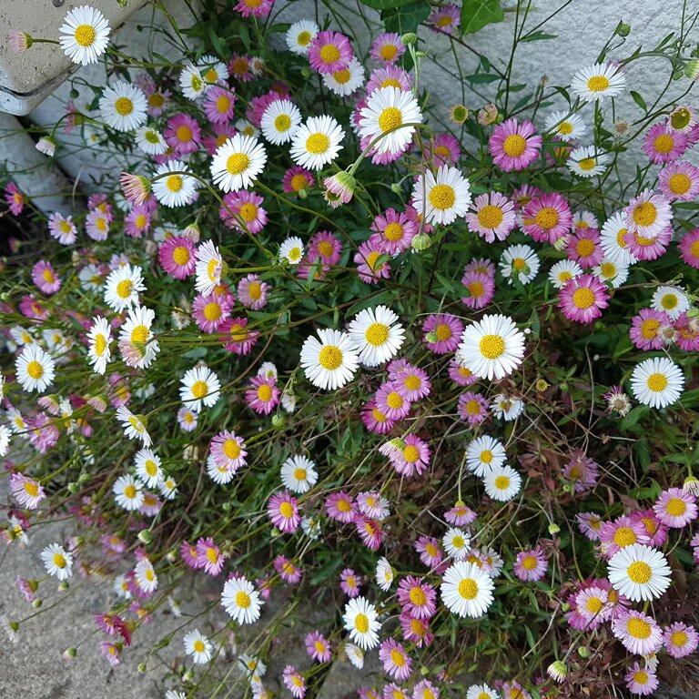 Mixed Erigeron Karvinskianus Flower Seeds – Premium Floral Seeds for Decorative Home Landscapes