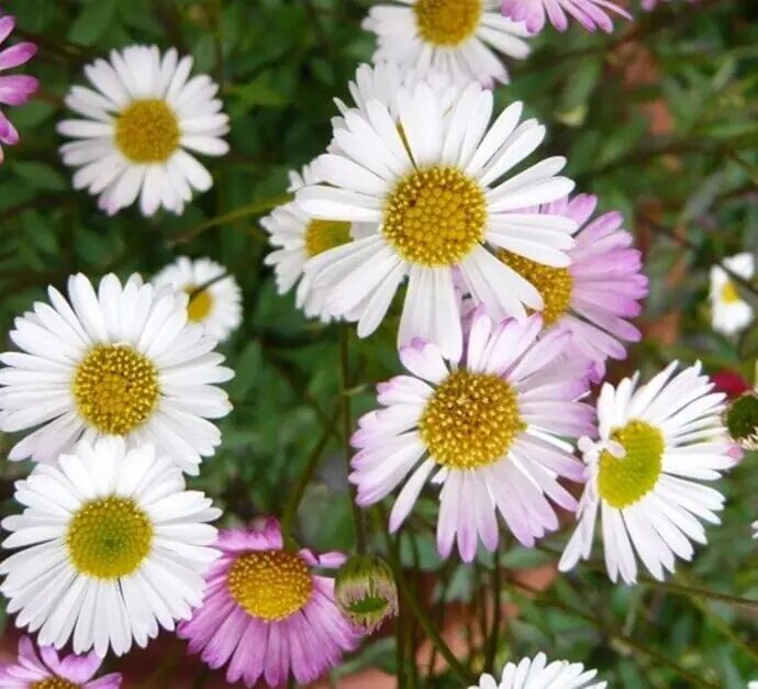 Mixed Erigeron Karvinskianus Flower Seeds – Premium Floral Seeds for Decorative Home Landscapes