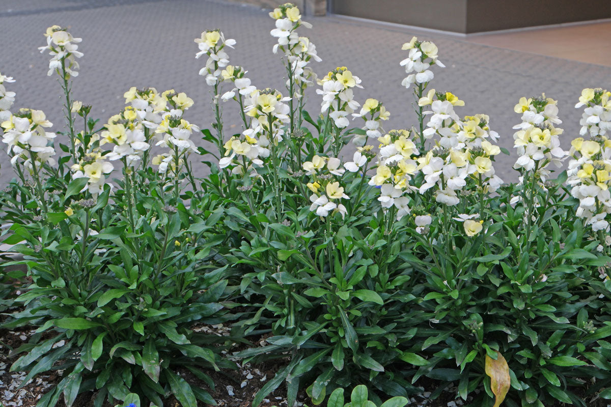 White Erysimum Cheiri Flower Seeds - Heirloom Non GMO High Germination Flower Seeds for Home Garden Planting