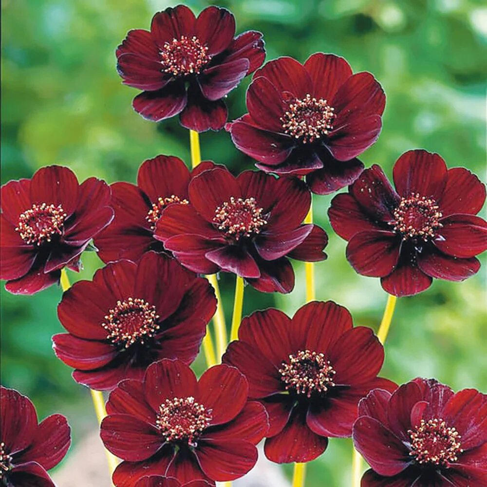 Brown Cosmos Flower Seeds