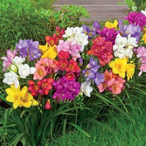 Freesia Flower Seeds Mixed – Heirloom Non-GMO High Germination Seeds for Planting - Heirloom Non GMO High Germination