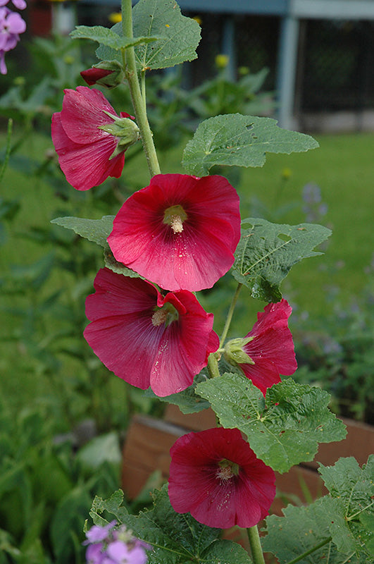 Red Hollyhock Flower Seeds - Heirloom, Non GMO, High Germination, Organic Garden Seeds