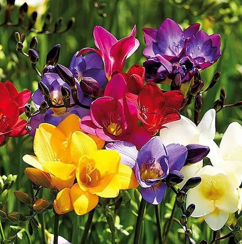 Freesia Flower Seeds Mixed – Heirloom Non-GMO High Germination Seeds for Planting - Heirloom Non GMO High Germination