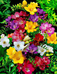 Freesia Flower Seeds
