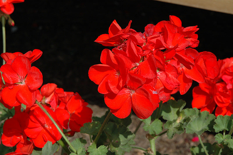 Red Deep Scarlet Flower Seeds - Heirloom Non GMO High Germination Premium Garden Seeds for Planting