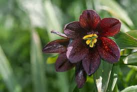 Brown Fritillaria Camschatcensis Flower Seeds Heirloom Non-GMO Organic Garden Seeds for Planting - Heirloom Non GMO